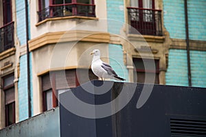 A seagull is watching in Asturias photo
