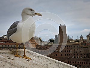 Seagull watching over the Palatine Hill in Rome