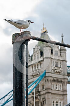 Seagull watching Tower Bridge