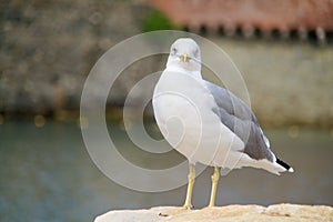 A seagull is watching you