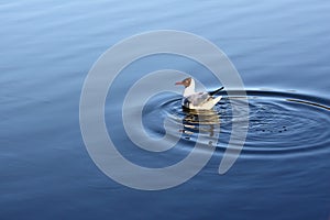 Seagull in the water