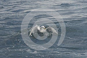 Seagull in the water