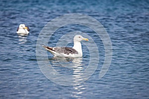 Seagull on the water