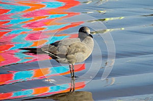 Seagull in water with colorful reflections