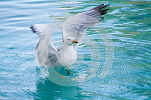 Seagull on the water lifting the flight