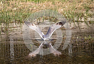 Seagull in water like x in water with wingspan