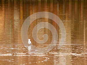 Seagull in the water standing reflections in sea surface