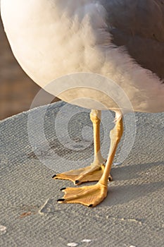 Seagull webbed feet