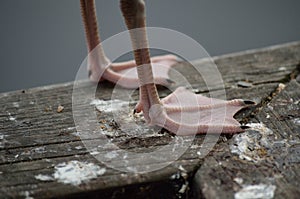 Seagull webbed feet closeup