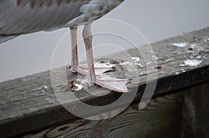 Seagull webbed feet closeup