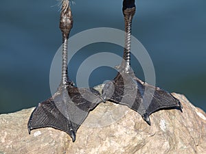 Seagull webs