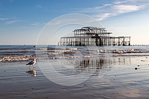 A seagull and the West Pier in Brighton, with reflections in the sand at low tide