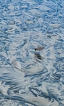 seagull on wet sand on the beach