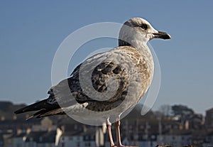 Seagull at Weymouth Harbourside Dorset