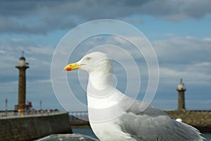 Seagull at Whitby