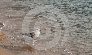 Seagull white and brown standing in the rippled water on sandy beach.