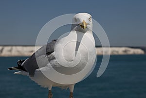 Seagull at The White Cliffs of Dover