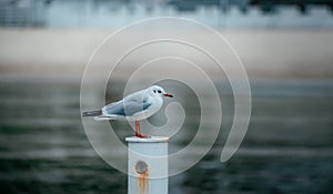 Seagull on a white iron pillar against the background of the sea in blur. rusted pillar