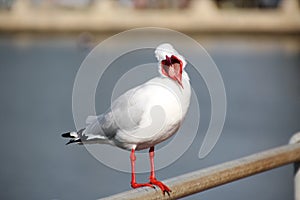 Seagull with Wide Open Beak