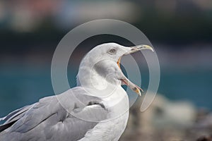 Seagull with a wide opened beak