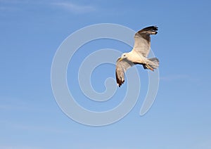 Seagull with wide wingspan flies up freely in the sky in summer