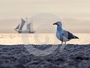 Seagull and Windjammer