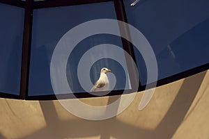 Seagull on a window