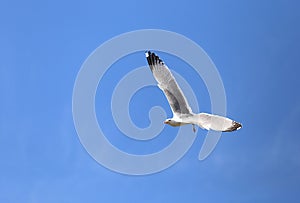 Seagull with wingspan flies high lonely in the blue sky