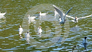 Seagull wingspan in flight