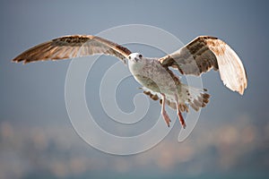 Seagull wingspan fly in the sky.