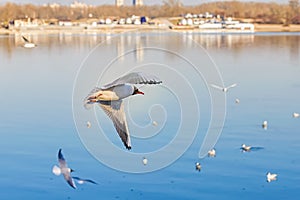 Seagull wit Matriculation over the Water