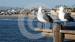 Seagull on wooden pier railings. Bird close up in Oceanside. California. Beachfront houses.