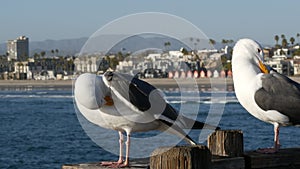 Seagull on wooden pier railings. Bird close up in Oceanside. California. Beachfront houses.