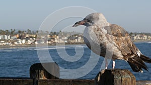 Seagull on wooden pier railings. Bird close up in Oceanside. California. Beachfront houses.