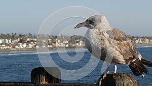 Seagull on wooden pier railings. Bird close up in Oceanside. California. Beachfront houses.