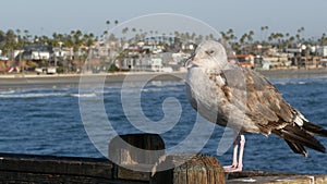 Seagull on wooden pier railings. Bird close up in Oceanside. California. Beachfront houses.