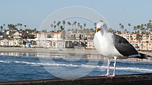 Seagull on wooden pier railings. Bird close up in Oceanside. California. Beachfront houses.