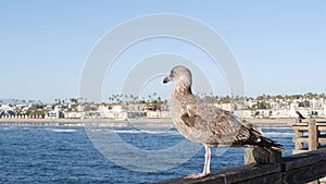 Seagull on wooden pier railings. Bird close up in Oceanside. California. Beachfront houses.