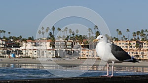 Seagull on wooden pier railings. Bird close up in Oceanside. California. Beachfront houses.