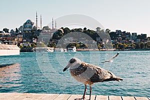 Seagull on wooden pier, sea on background