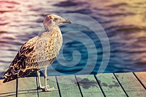 Seagull on wooden pier, sea on background