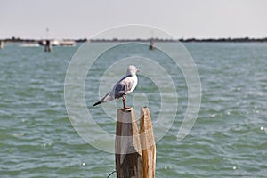 Seagull on wooden pile for navigation in Venice canal.