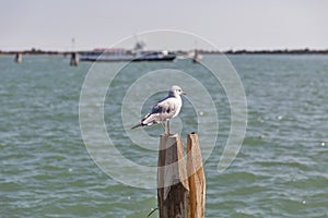 Seagull on wooden pile for navigation in Venice canal.