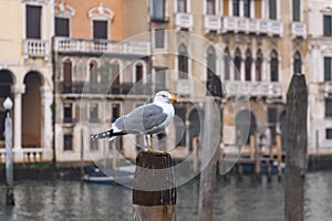 A seagull on a wooden pile in Venice