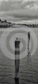 Seagull on a wooden pole.Black and white photograpy photo