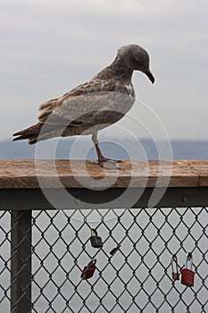 A seagull on a wooden rail guarding a group of locks.