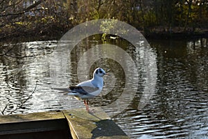 A seagull a wooden railing