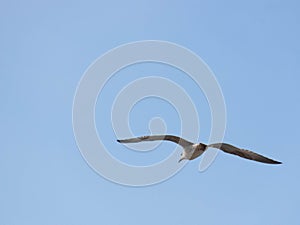 Seagull (Gull), Adriatic Sea