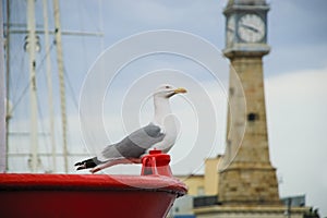 Seagull on a yacht of Barcelona. photo