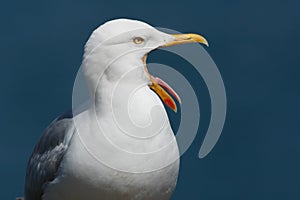 Seagull yawning